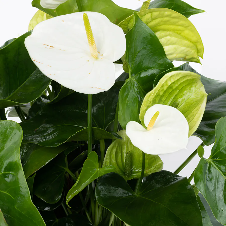 Anthurium Montana | Gold Pot 5