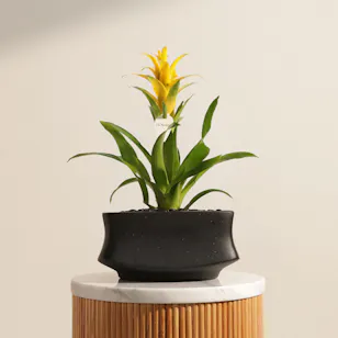 Sunny Yellow Guzmania Plant