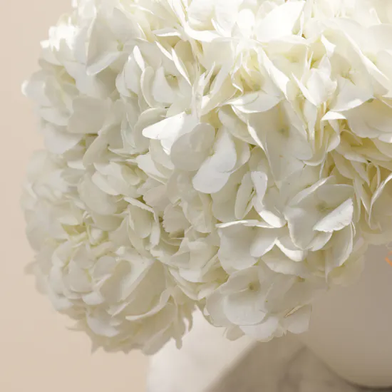 Dreamy White Hydrangea Box | 6 Flowers