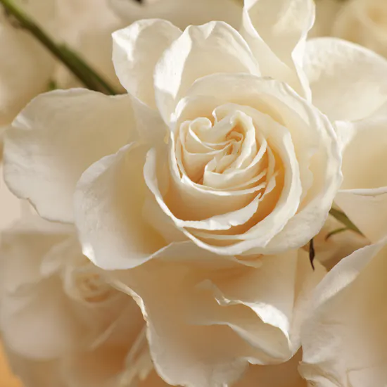 Le Chocolatier Dubai Bridal Chocolate Tray | White Flowers