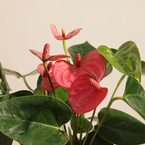 Fancy Pink Anthurium Plant