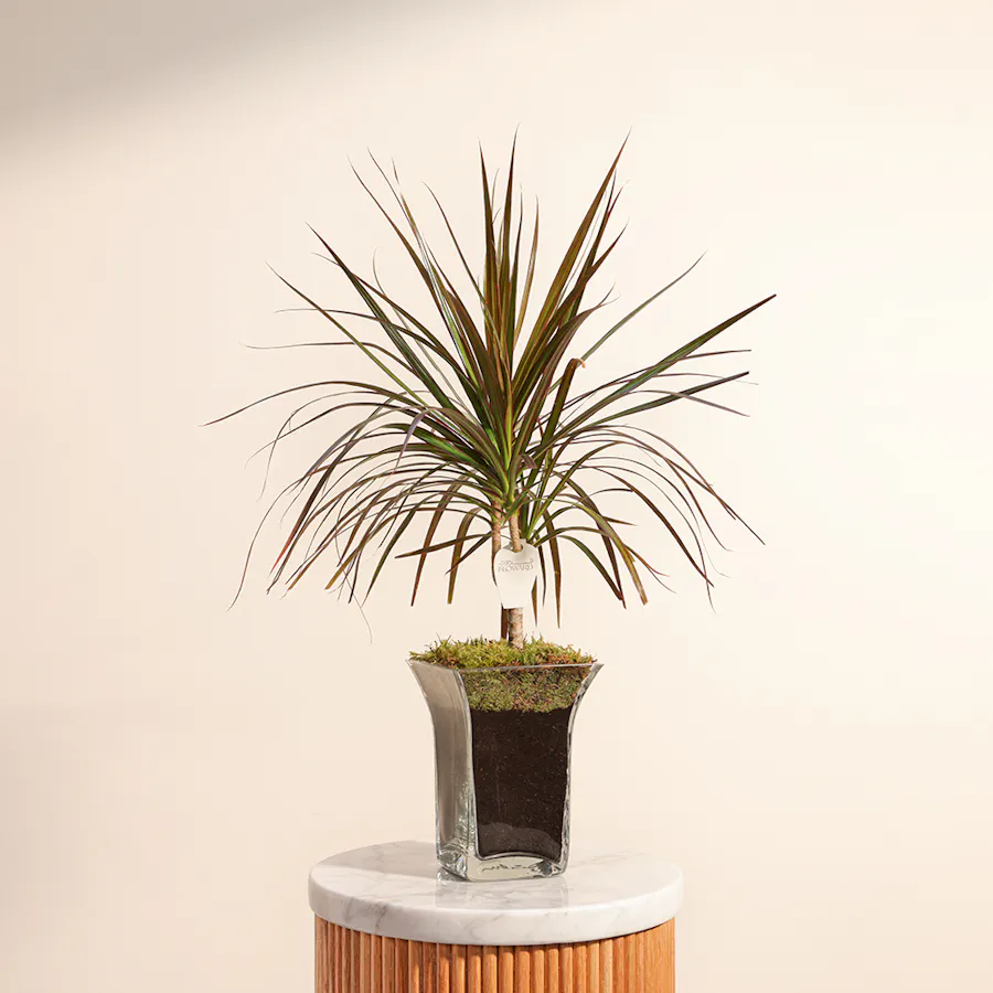 Dracaena Marginata 1