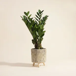 Soft Green Zamioculcas Plant