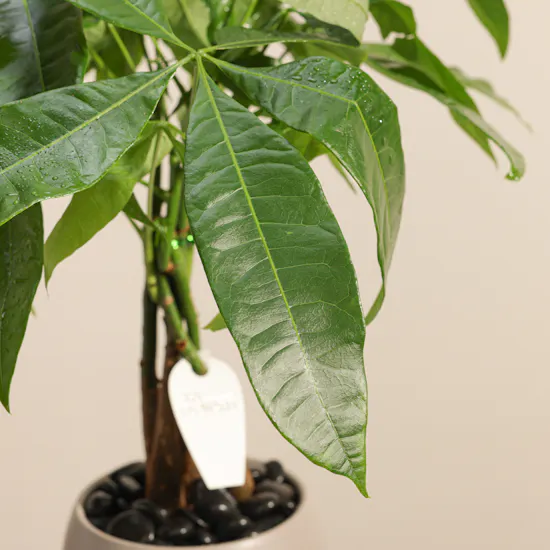 Elegant Pachira Plant