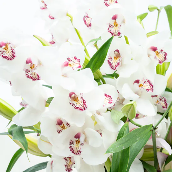 Lilies & Cymbidium | Vase