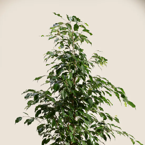 Elegant Ficus Exotica Plant Pot
