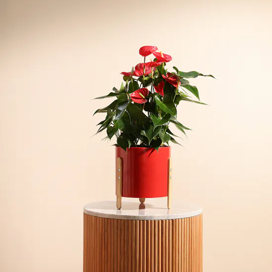Royal Love Anthurium