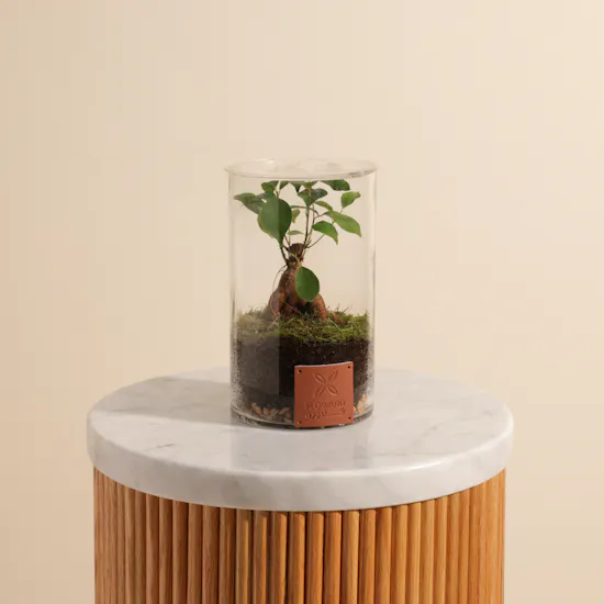 Minature Bonsai | Closed Terrarium