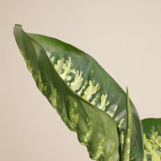 Tropical American Dieffenbachia Earth Day Plant