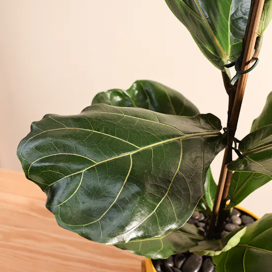 Ficus Lyrata Plant
