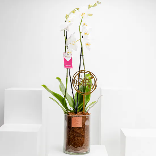 Happy Birthday Orchid Plant