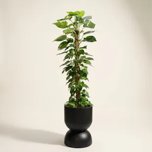 Lush Green Big Epipremnum Plant