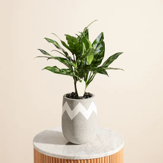 Beautiful Aglaonema Maria Plant