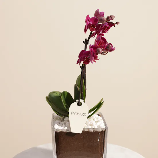 Unique Purple Orchid Plant