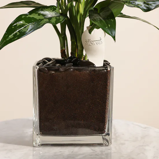 Aglaonema Plant
