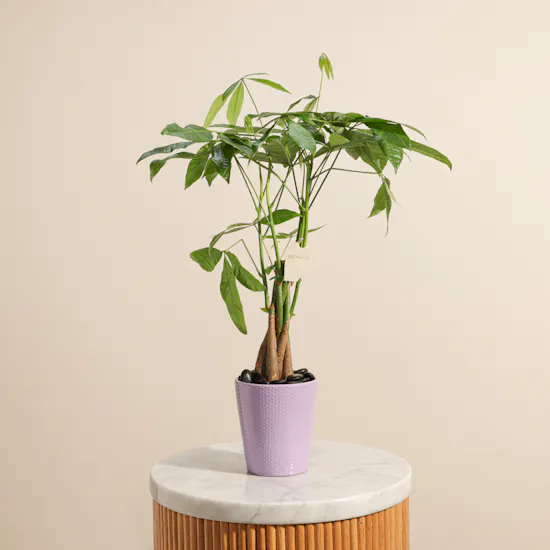 Enchanting Green Pachira Plant
