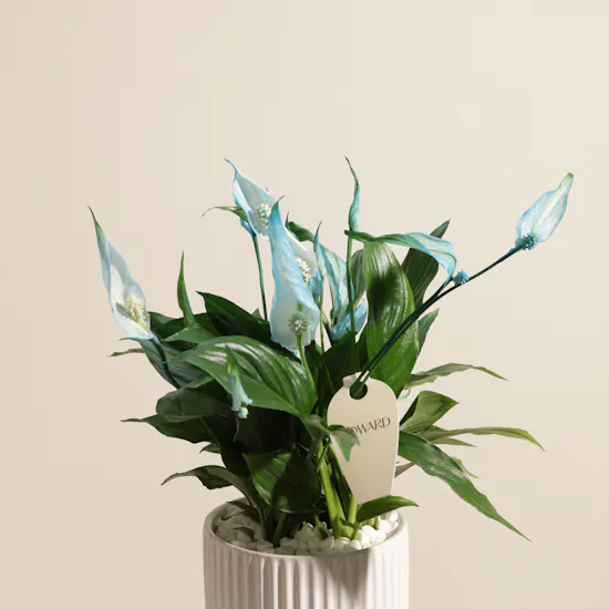 Father's Day Peaceful Blue Spathiphyllum Plant Vase