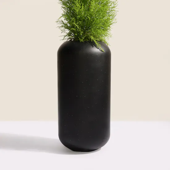 Light Big Cupressus Goldcrest Plant Pot