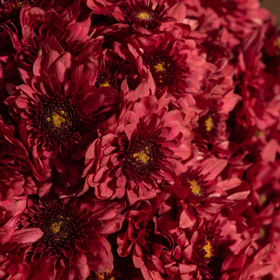 Red Flowers Bouquet | 25 Flowers