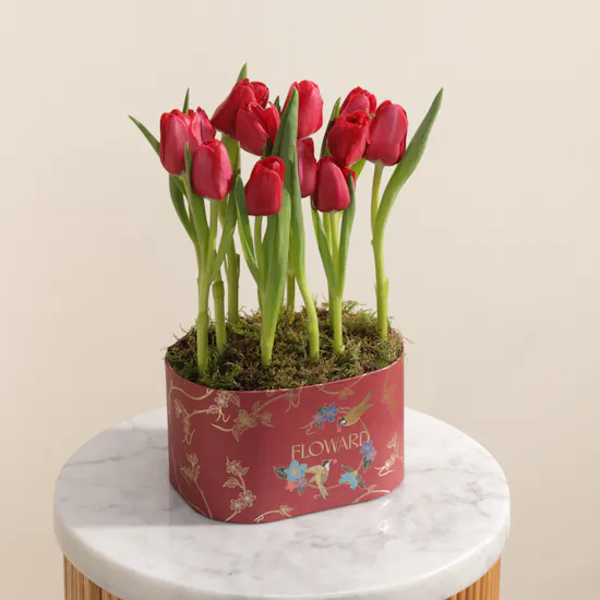 Forever Red Tulip Box | 12 Flowers