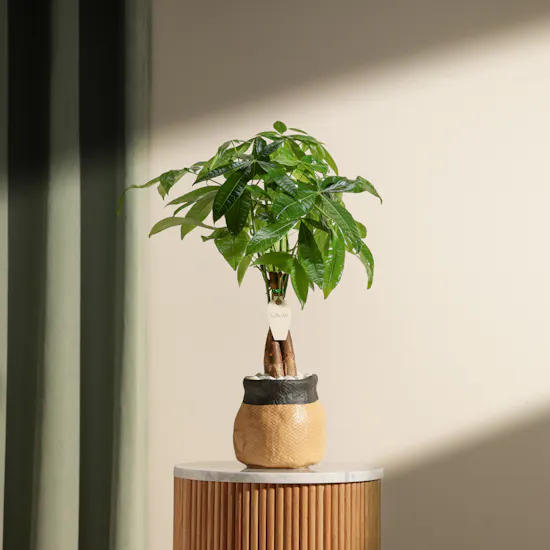 Charming Pachira Plant