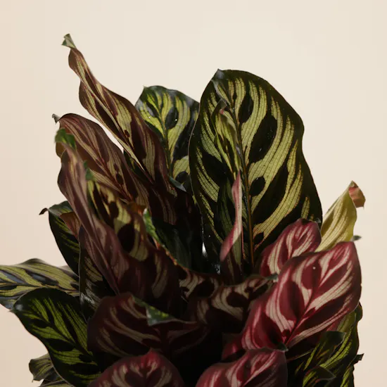 Astounding Calathea Makoyana Plant
