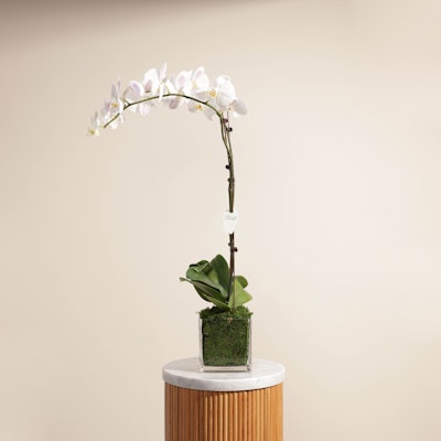 White Orchid plant | Glass Pot
