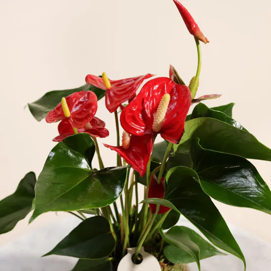 Anthurium Red