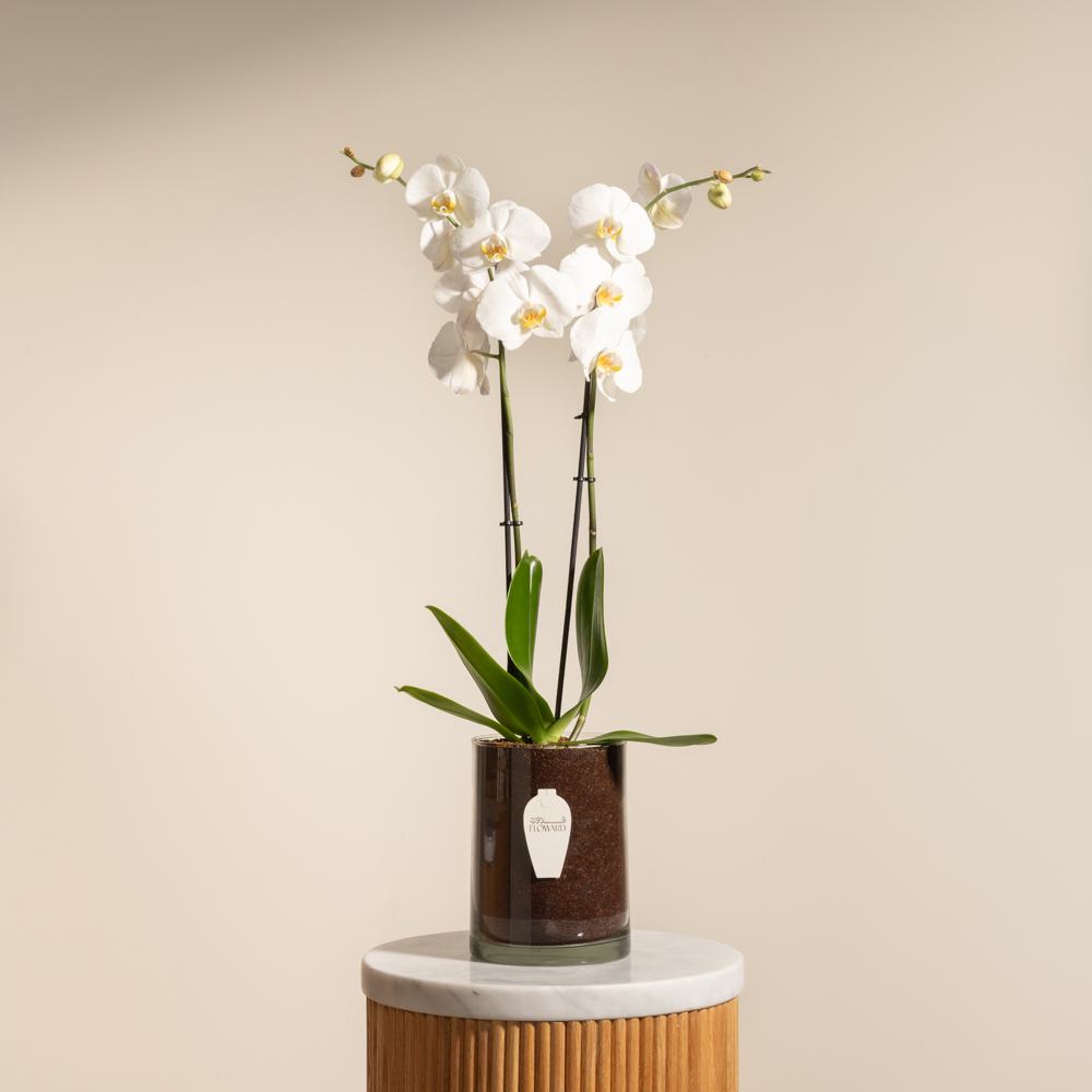 نبتة أوركيد أبيض | وعاء زجاجي