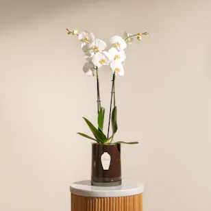 White Orchid Plant | Glass Pot