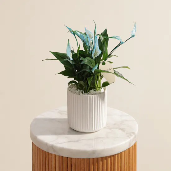 Father's Day Peaceful Blue Spathiphyllum Plant Vase