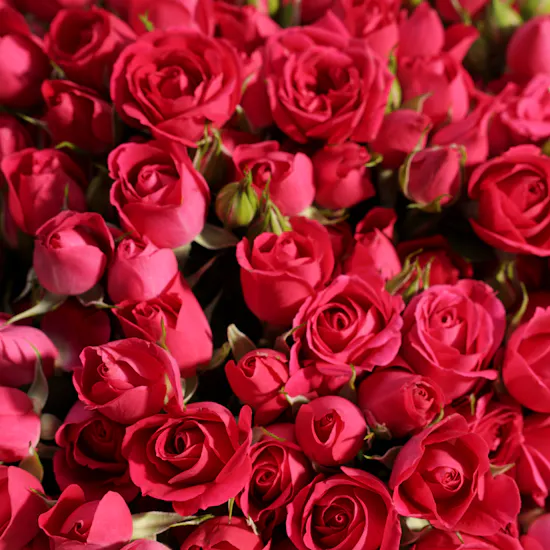Stunning Fuchsia | 100 Baby Rose Bouquet