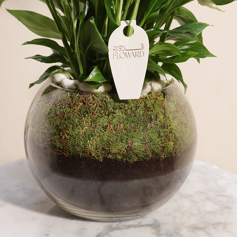 Peace Lilies Aqua | Glass Vase 4
