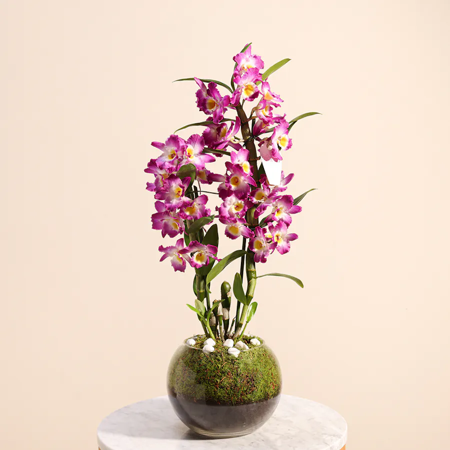 Lovely Purple | Glass Bowl  2