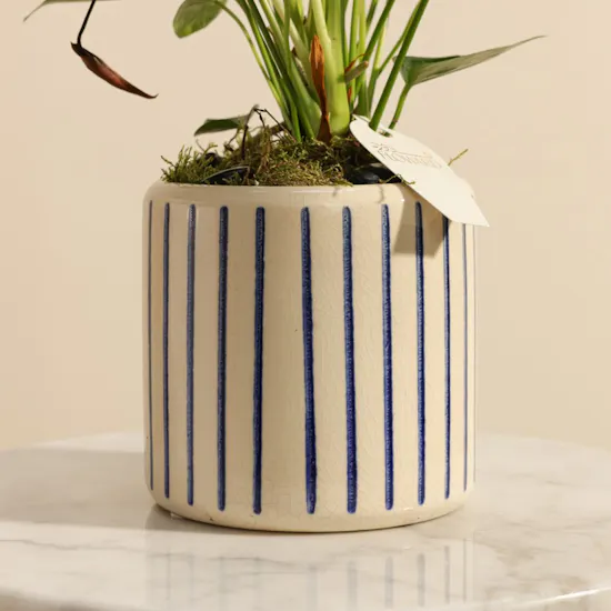 Elegant Pink Anthurium Plant with Blue Stripes Ceramic Vase