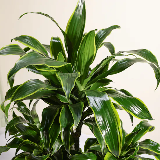 Big Lush Dracaena Dorado Plant