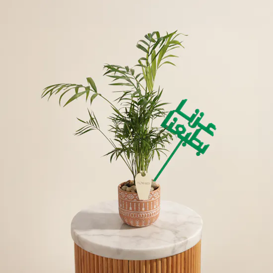 نبات شاميدوريا جذور المجد