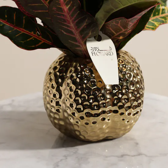 Vibrant Codiaeum Petra Plant