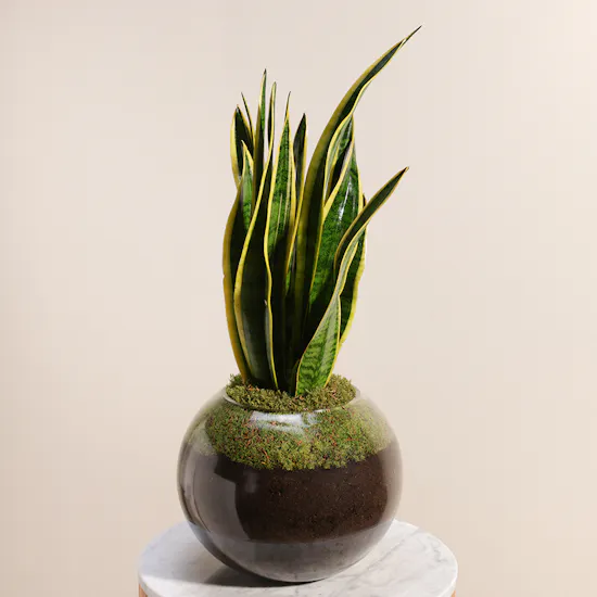 Sansevieria Laurentii