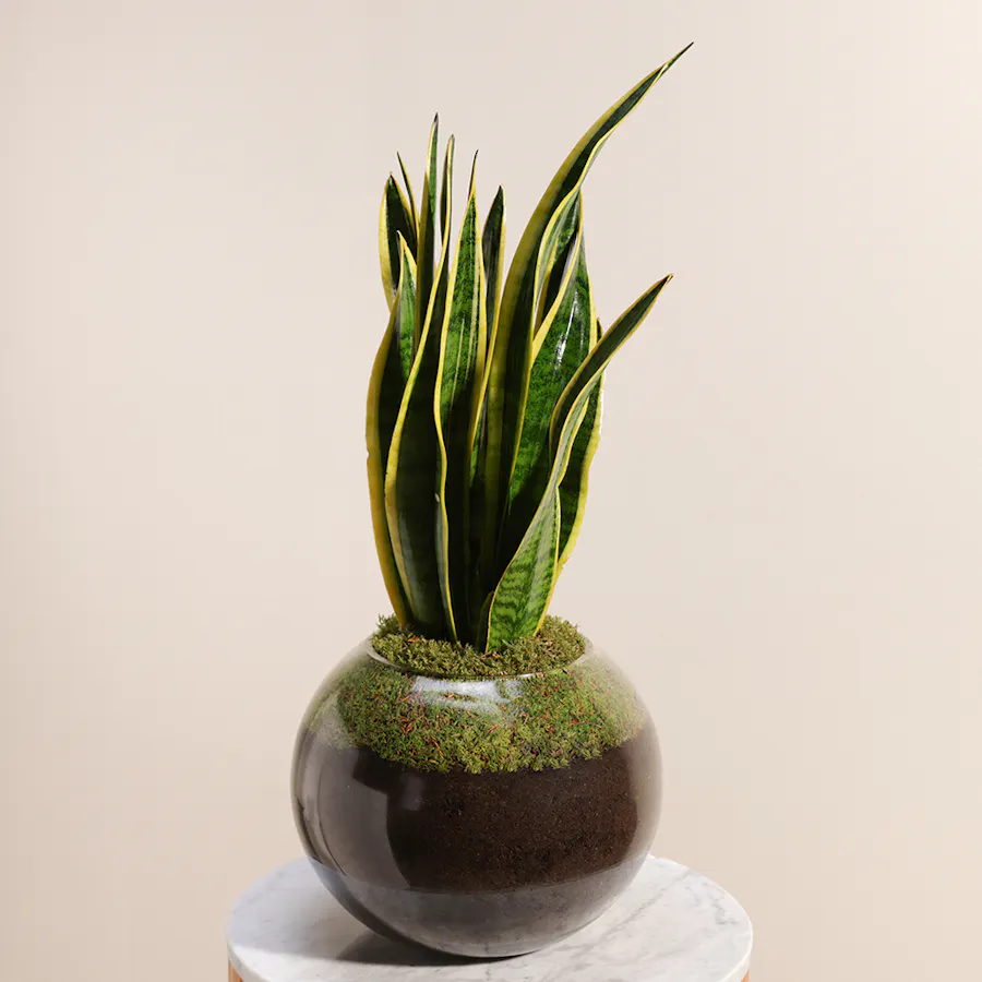 Sansevieria Laurentii 3