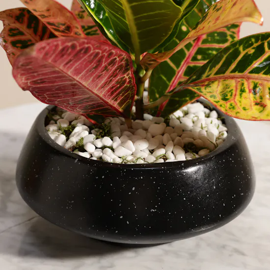 Glam Codiaeum Petra Plant