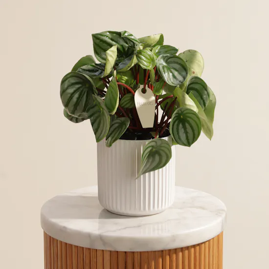 Iconic Peperomia Watermelon Plant