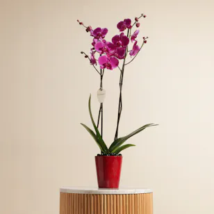 Astounding Purple Orchid Plant