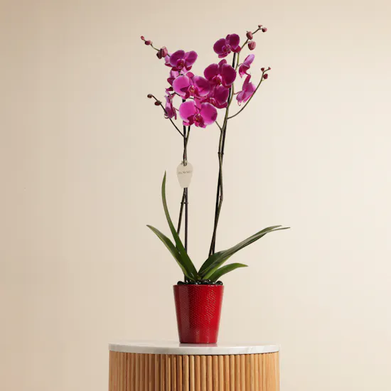 Astounding Purple Orchid Plant