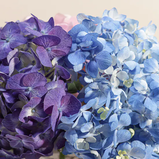 Colorful Hydrangea Vase