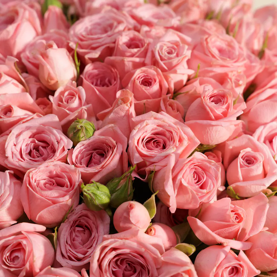 Pretty Pink Baby Roses Bouquet | 50 Flowers 2