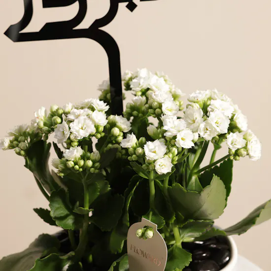 Charming Hajj White Kalanchoe Plant