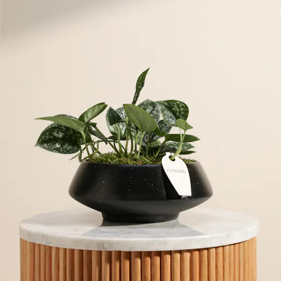 Stunning Scindapsus Plant