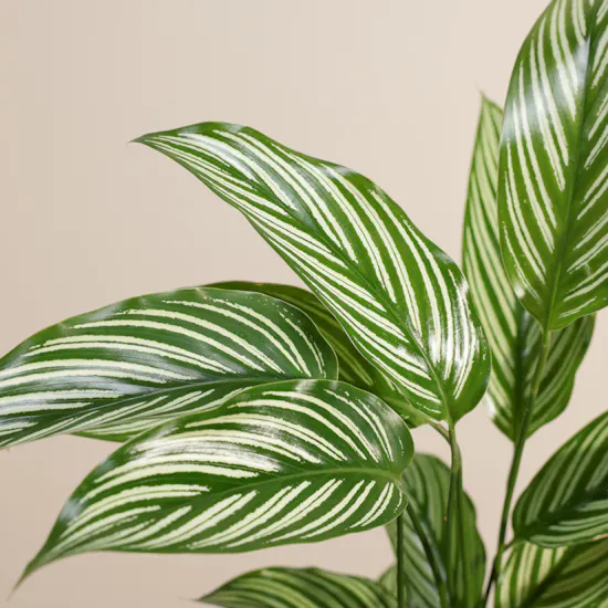 Elegant Calathea Vittata Plant