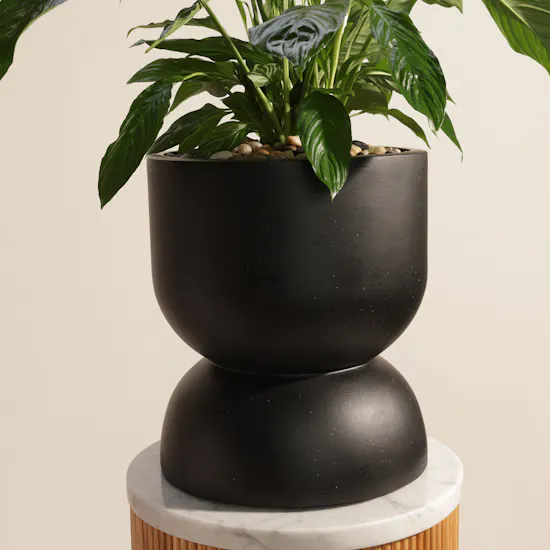 Light Spathiphyllum Bingo Plant